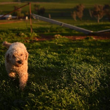 Wantana Cottage Farmstay Boorowa エクステリア 写真