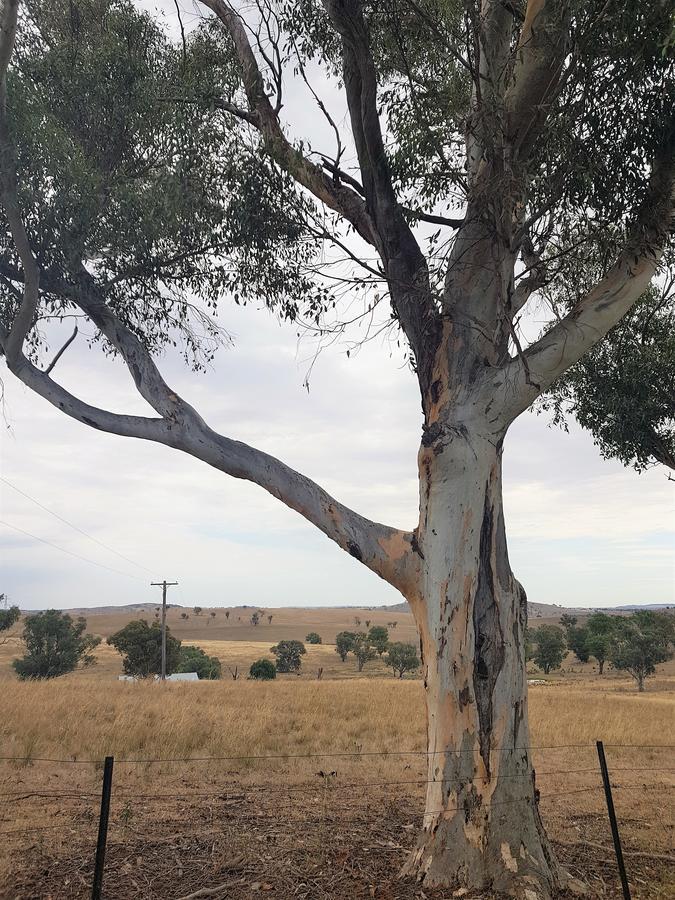 Wantana Cottage Farmstay Boorowa エクステリア 写真
