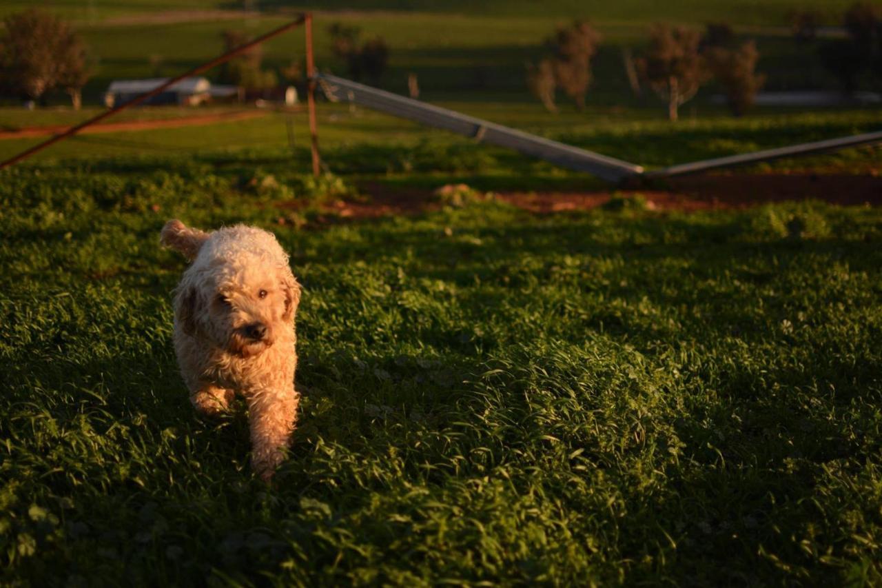 Wantana Cottage Farmstay Boorowa エクステリア 写真